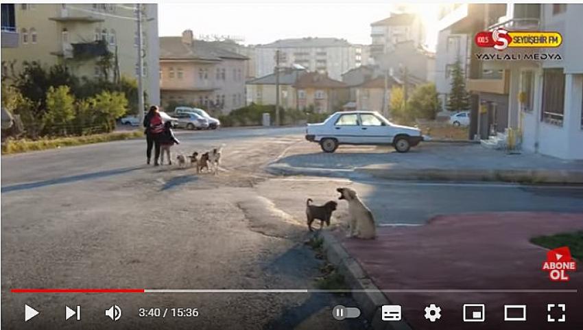 Seydişehirdeki Sokak Hayvanları Ne Olacak?