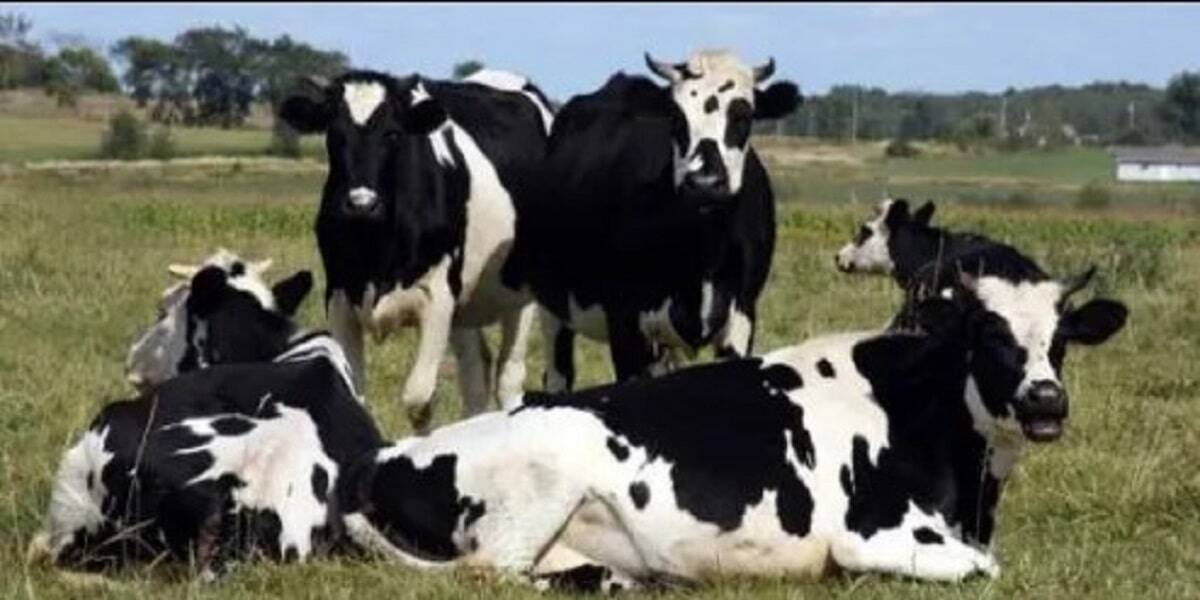 Sığır başı 2 bin 500 TL destek!