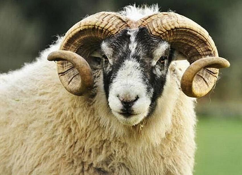 Sinirli koç, çobanı öldürdü