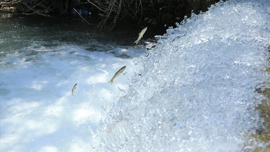 Siraz balıkları üremek için tatlı sulara göçüyor