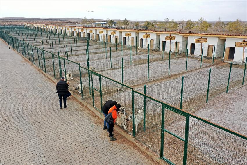 Sivas'ın dünyaca ünlü Kangal köpeği için yetiştirme çiftliği hizmete girdi