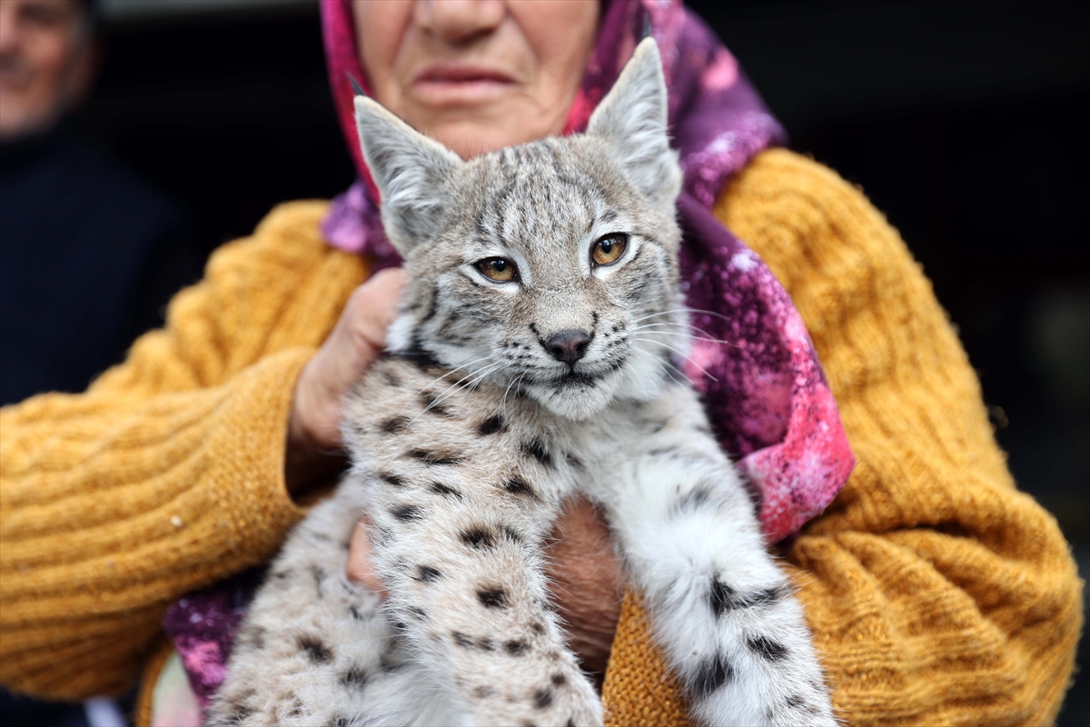 Sivas'ta köylülerin bulduğu vaşak yavrusu güvenli ellerde