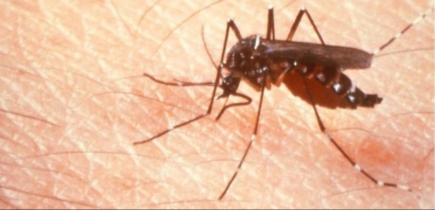 Sivrisinekler ısırmak için kimi  neden seçiyor ?