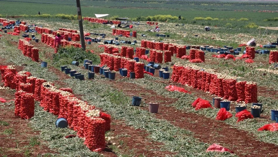 Soğan fiyatlarının 17-20 TL'ye düşmesi bekleniyor