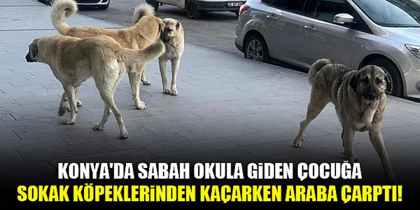 SOKAK KÖPEKLERİNDEN KAÇARKEN ARABA ÇARPTI
