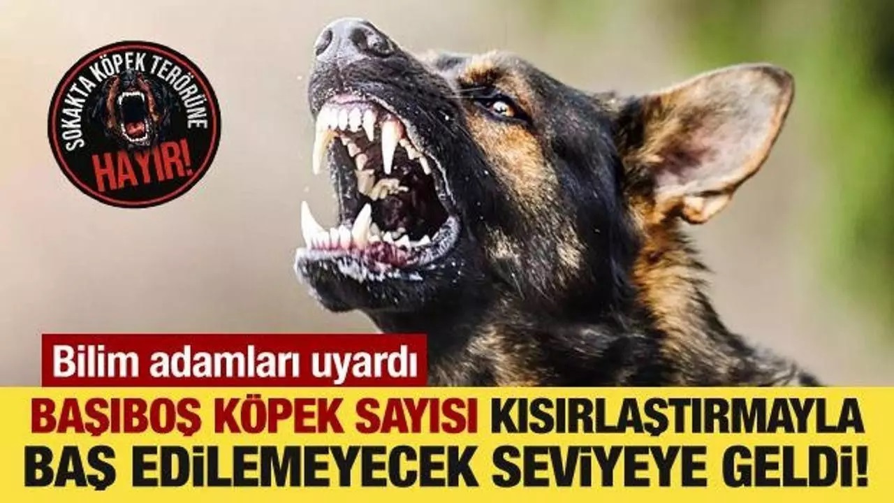 SON 5 YILDA KÖPEK MAMASINA 84 MİLYAR TL ÖDENMİŞ
