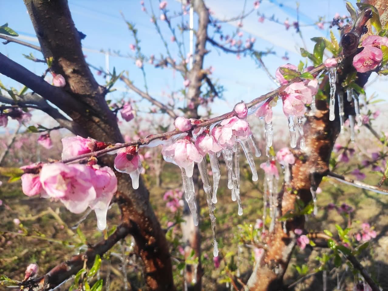 Son 65  yılın  En  Soğuk Zirai Don  olayını   yaşayan  Adana, Mersin ve Hatay'da Tarım Alarm Veriyor