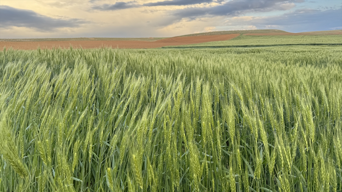 Son yağışlar  Konya Bölgesi  hububat üreticisinin kaygısını giderdi