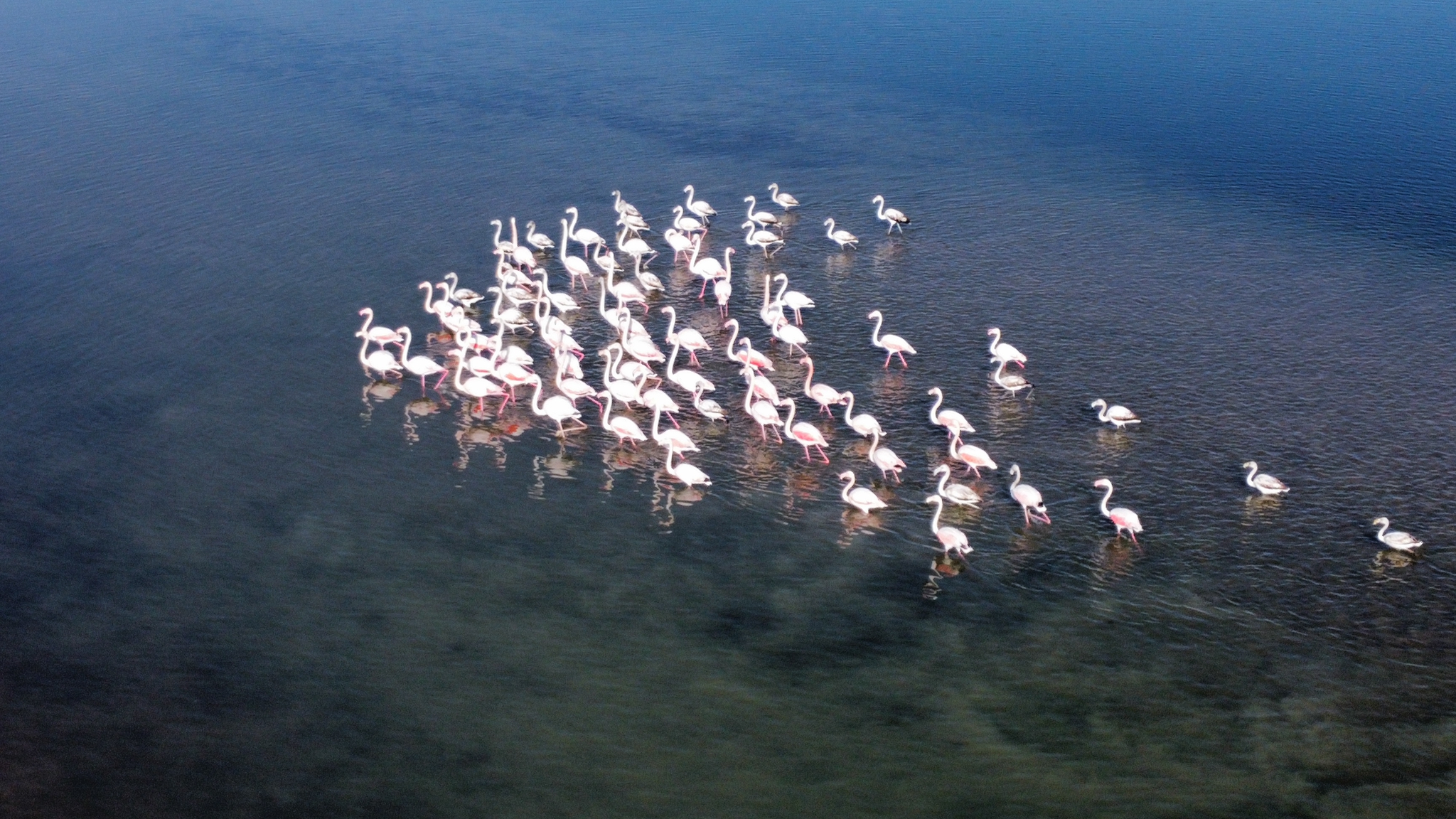 Suğla Gölü’nün sürpriz misafirleri: Flamingolar geldi