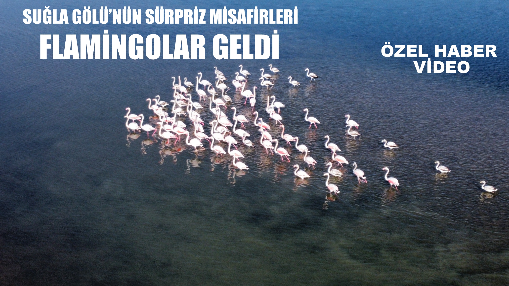 Suğla Gölü’nün sürpriz misafirleri: Flamingolar geldi ÖZELHABER VİDEO