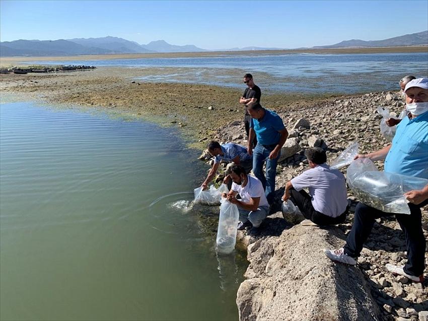 Suğla Gölüne 145 bin sazan balığı yavrusu bırakıldı