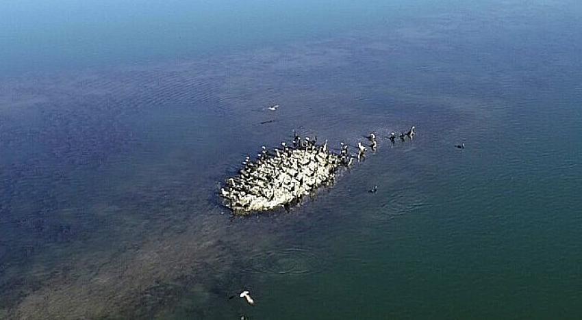 SUĞLANIN KUŞLARI YAĞ BALIĞI