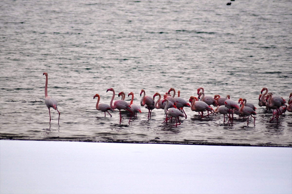 Sulak alanlar donunca İvriz Barajı bu yıl da flamingoları misafir etti