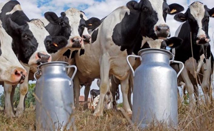 Süte zam gelmeden yem fiyatı fırladı!