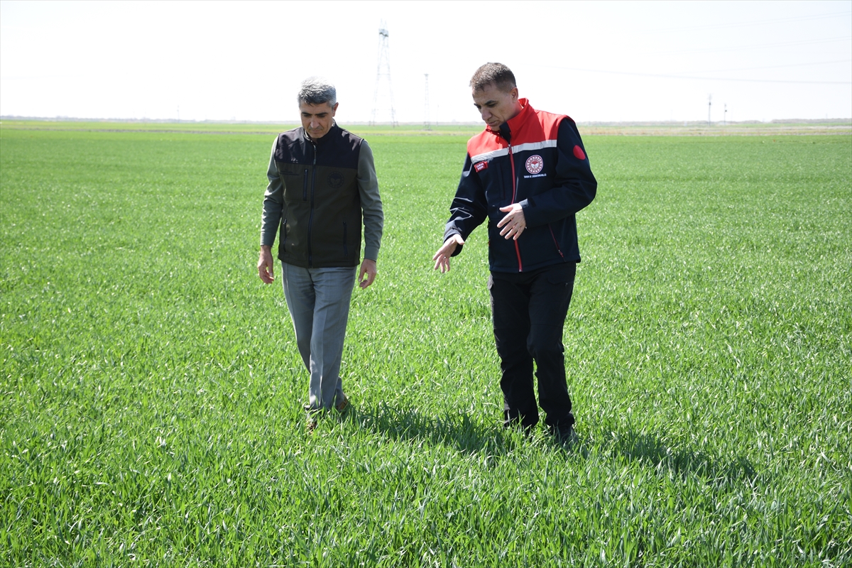 Tahıl ambarı Konya'da hububat ürünlerinde bitki gelişimi iyi