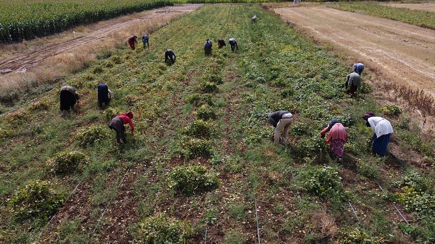 Tahıl ambarı Konya kuru fasulye üretiminde de iddialı