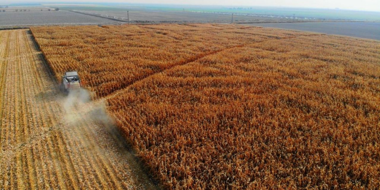 Tarım Bakanlığı: Konya’da mısır üretimi durdurulmalı!