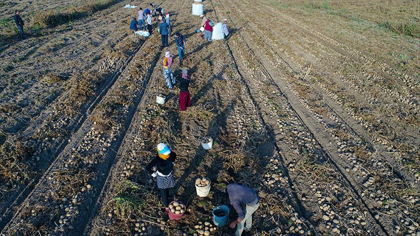 Tarım ve Orman Bakanlığına 1500 tarım işçisi alınacak