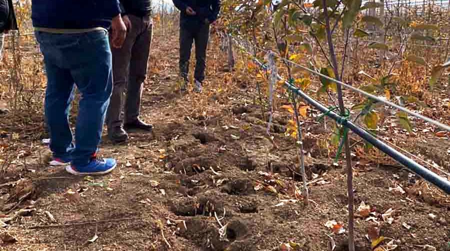 Tehlike Büyüyor Konya’da fareler meyve ağaçlarını kemirmeye başladı