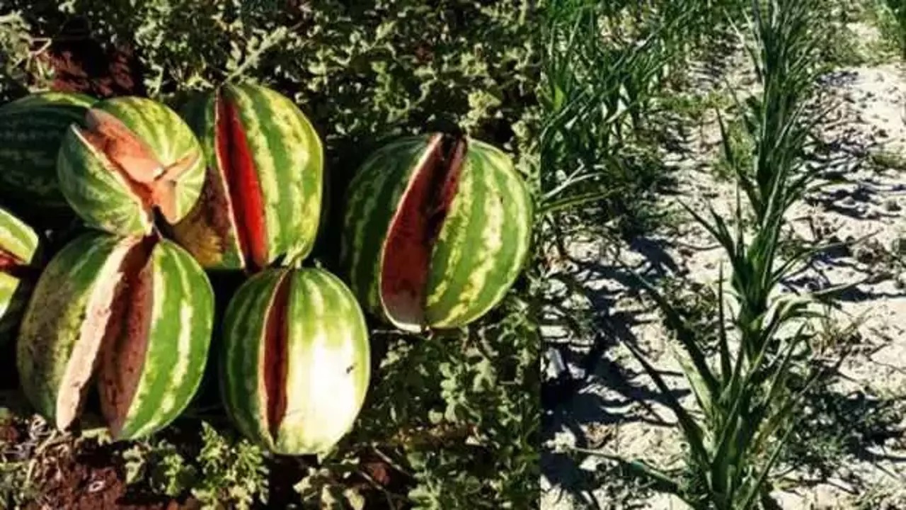 Termometre 54 dereceyi gösteriyor Karpuz yarıldı, mısır kurudu!