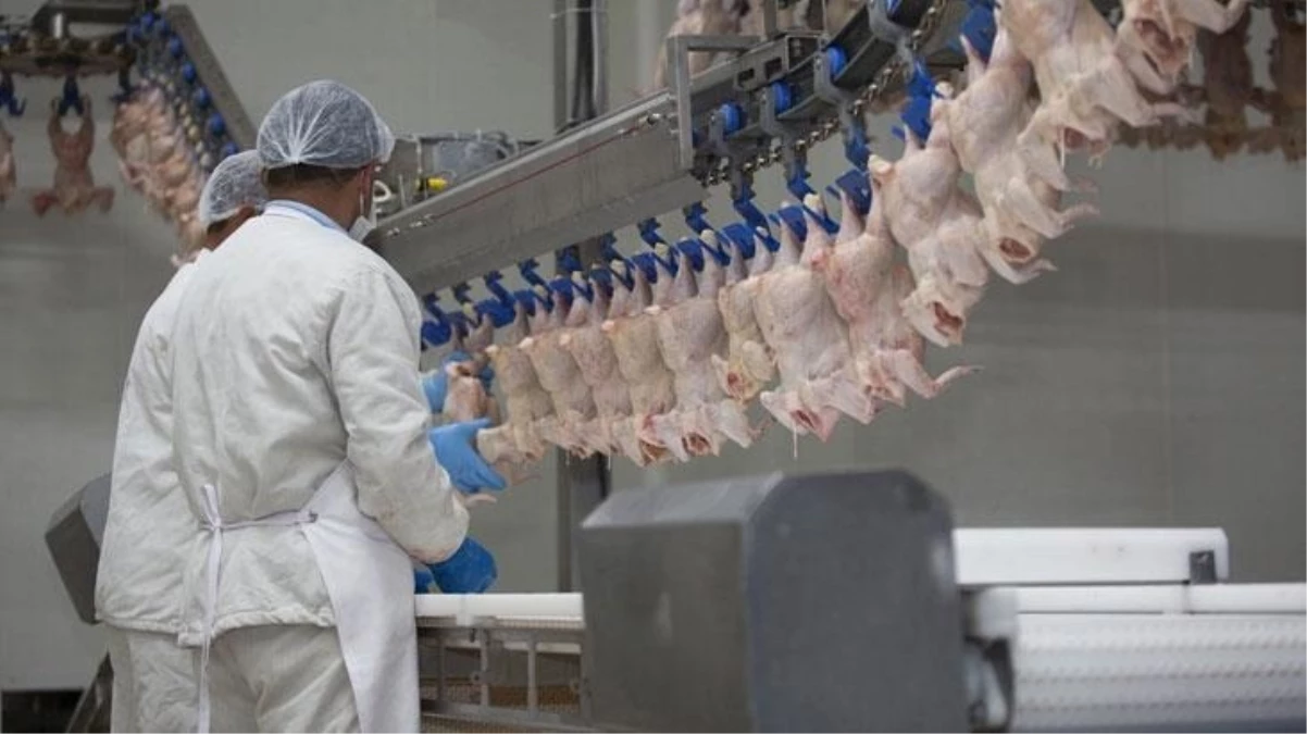 Ticaret Bakanlığı duyurdu: Tavuk etine ihracat yasağı geldi!