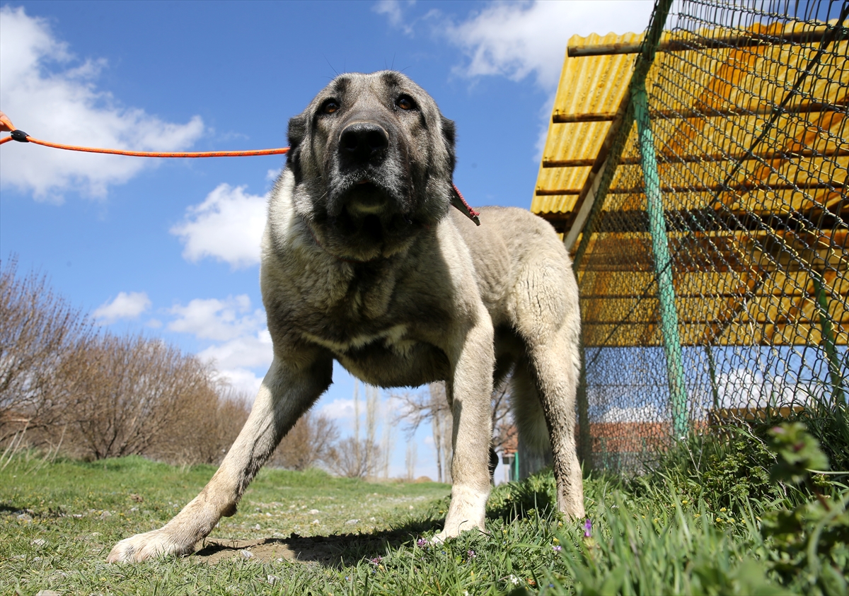 TİGEM'den safkan Kangal köpeği satın almak için en az 1 yıl bekliyorlar