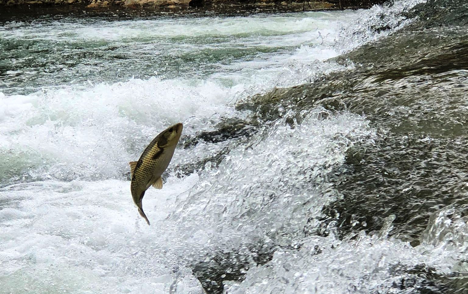 TIRIVICILARDAN TEMİZLENMİŞ  TASAĞIL KÖPRÜSÜNDEN SPORTİF OLTA BALIKÇILARINDAN SELAMLAR