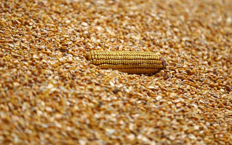 TMO, mısır alım fiyatını açıkladı