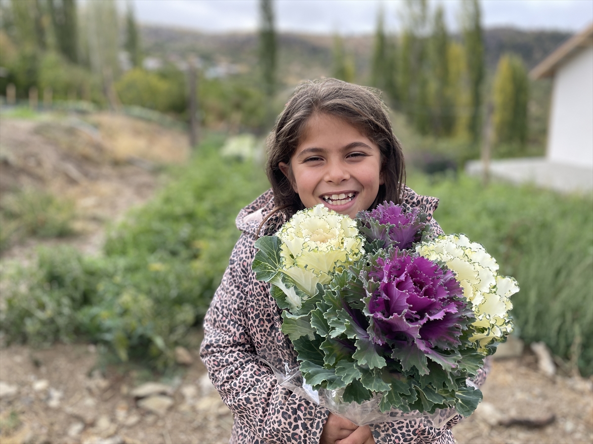Tohumunu getirttiği Hollanda'ya lahana çiçeği gönderiyor