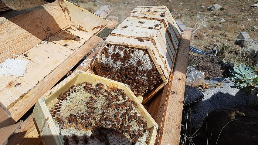Toros Dağları'nın 2 bin rakımlı bölgelerinde karakovan balı hasadı yapılıyor