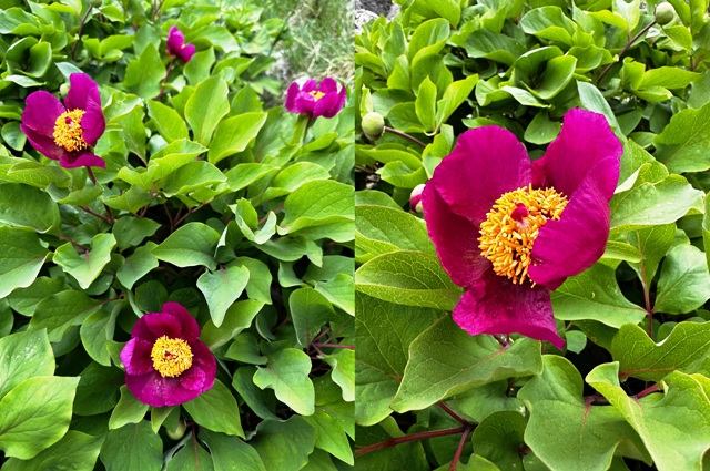 Toros Dağları'nın Nadide  Çiçeği &quot;Yörük gülü&quot;  Yılda 10 gün açıyor &quot;koparana 244 bin lira ceza var.