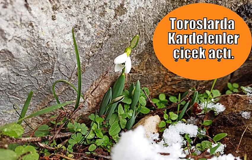 Toroslar'da baharın müjdecisi kardelenler bu yıl erken çiçek açtı