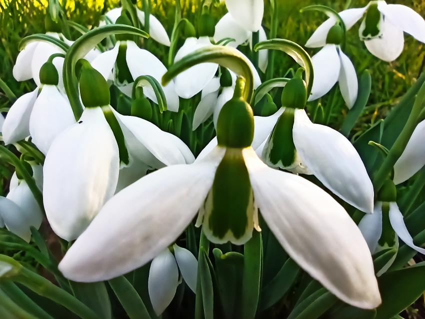 Toroslar’da baharın müjdecisi kardelenler çiçek açtı