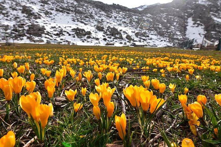 Toroslar’da Baharın Müjdecisi sarı çiğdemler
