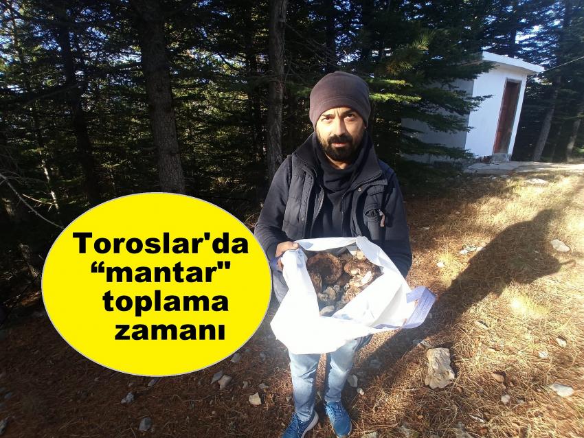 Toroslar'da mantar