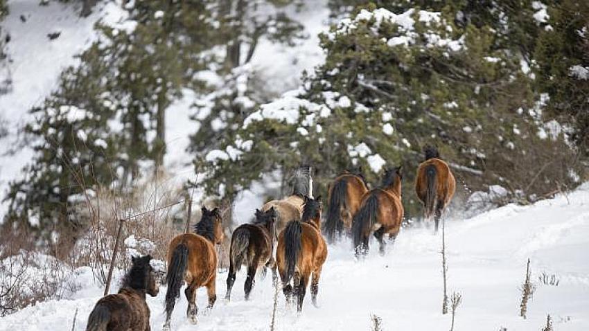 Toroslar'da yabani at popülasyonu artıyor