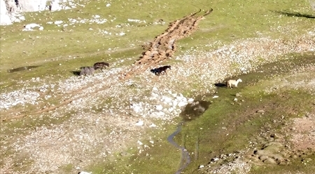 Toroslar'ın vahşi atları Eynif Ovası'nın çayırlarında dolaşıyor