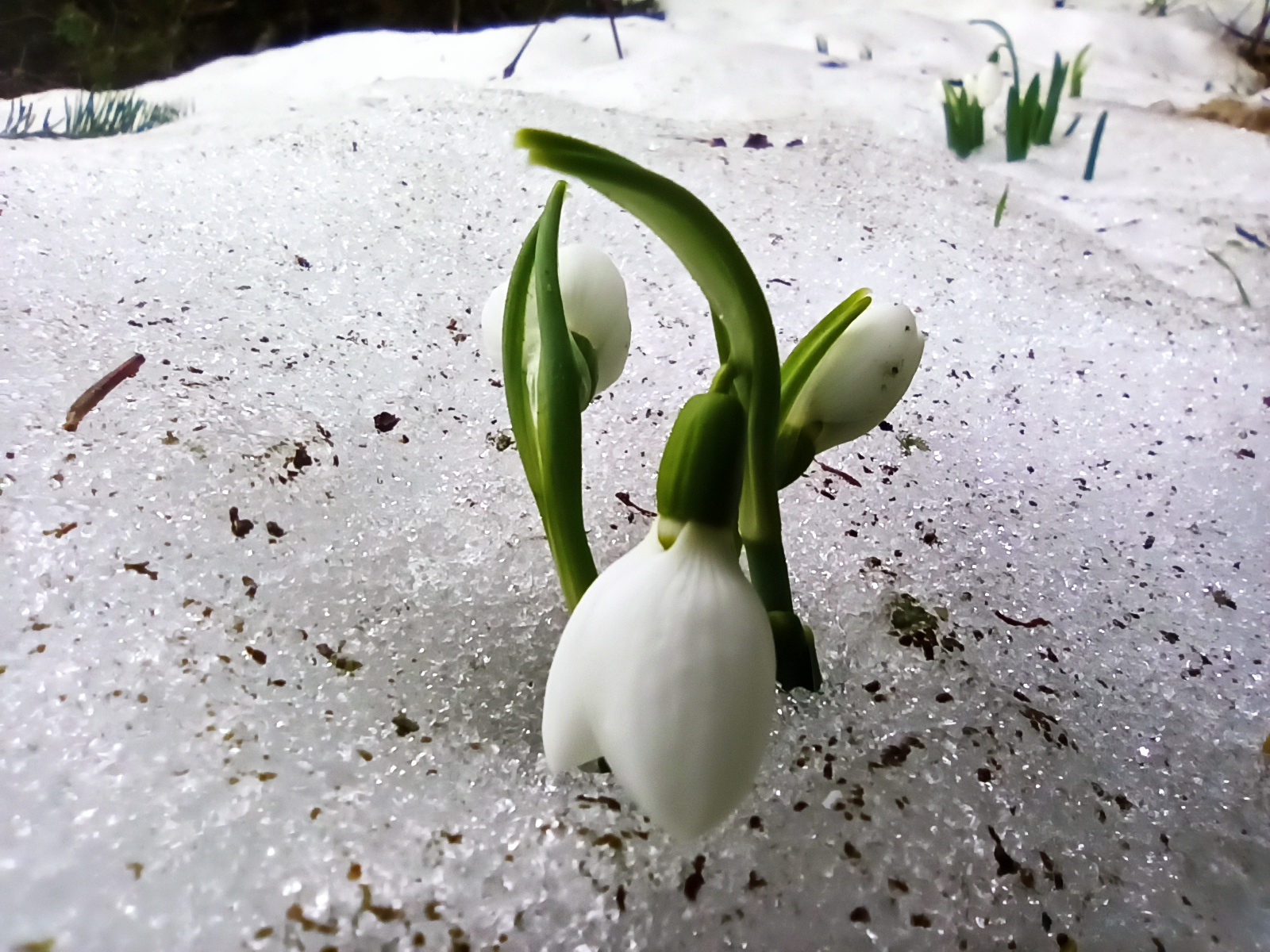 Toroslarda  Baharın Müjdecisi Kardelenler çiçek açtı  FOTOHABER