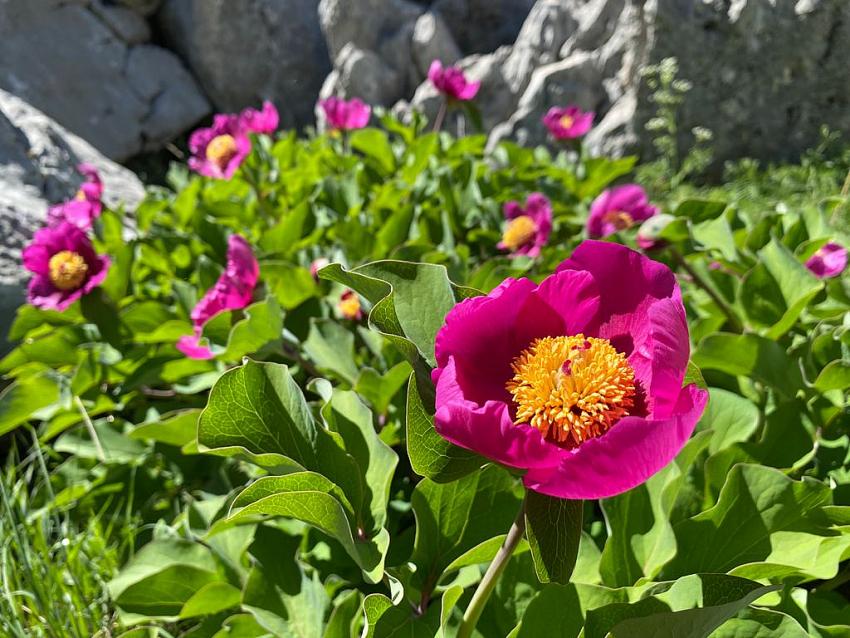 Toroslarda Bu çiçeği Koparana 84 bin Lira ceza 