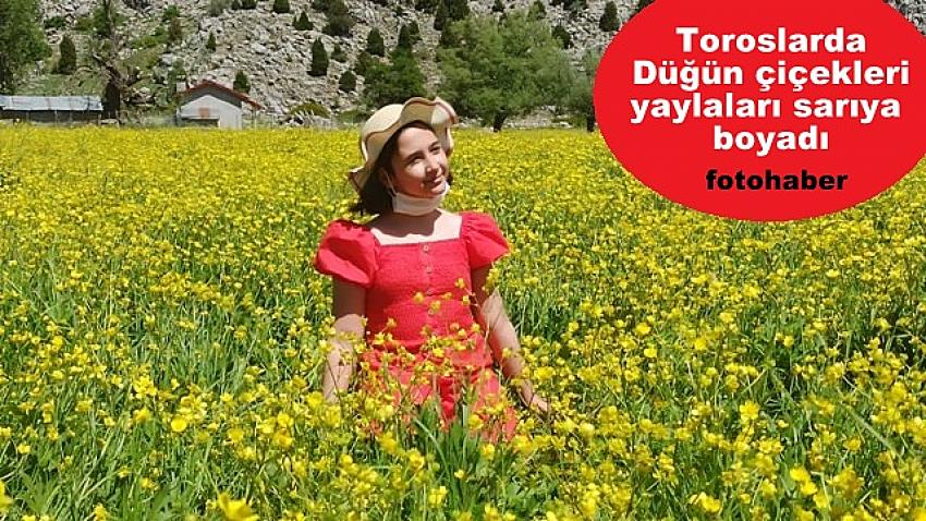 Toroslarda Düğün çiçekleri yaylaları sarıya boyadı