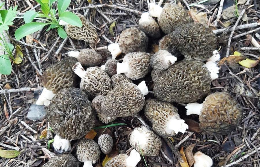 Toroslarda kuzu göbeği sezonu başladı