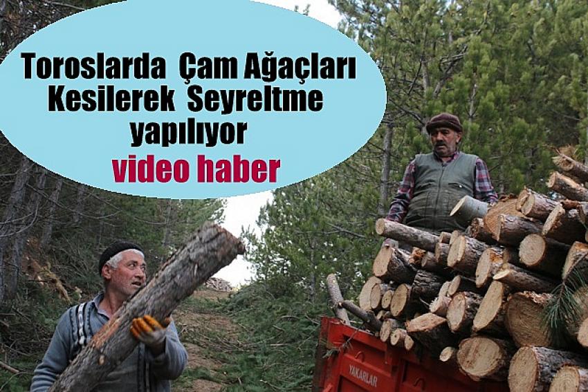 Toroslarda  sık olan Çam  Ağaçları  kesilerek Seyreltiliyor.