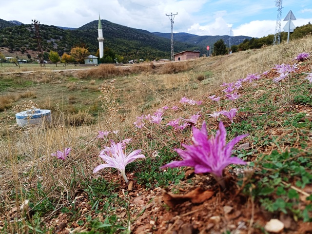 Toroslarda vargit çiçekleri açtı... Yayladan dönüş yolu başladı