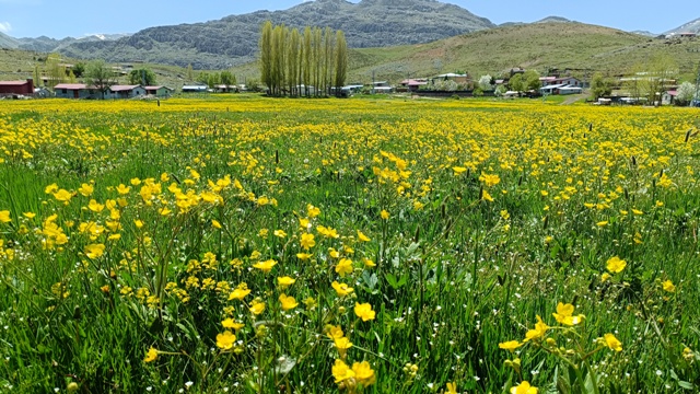 Toroslarda  Yaylalar  sarı boyandı