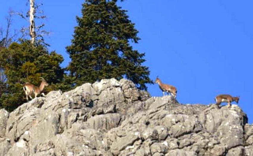 Torosların dağ keçileri sarp kayalıklarda