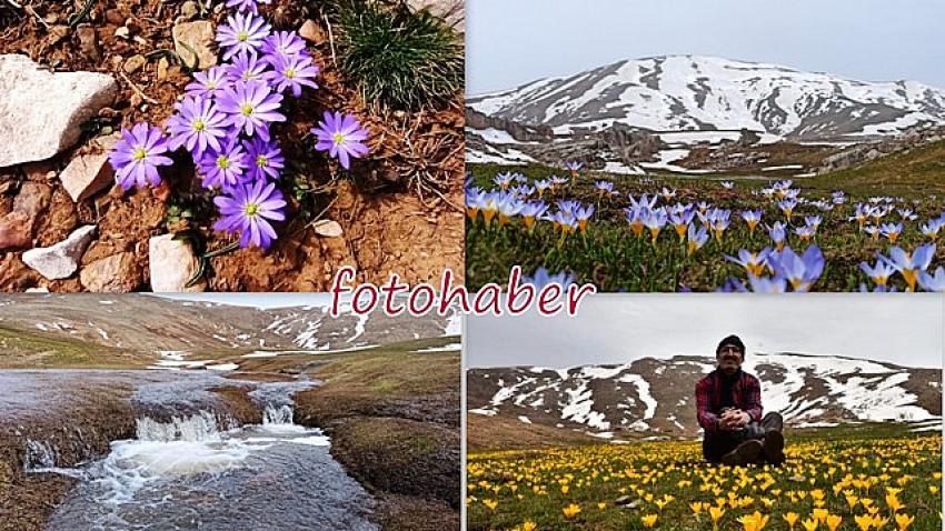 Torosların Geyik dağlarında açan dağ Çiçekleri büyülüyor fotohaber