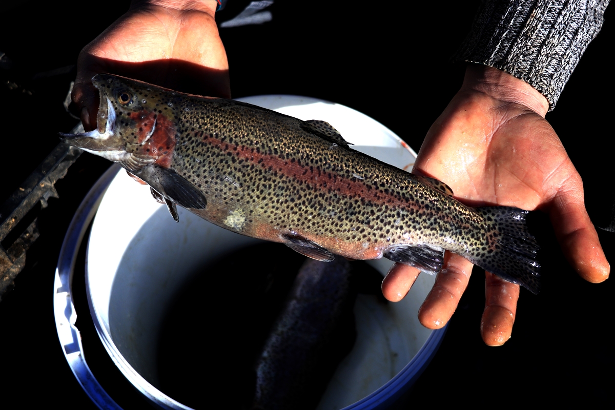 Torosların incisi "gökkuşağı alabalığı" lezzetini kar sularından alıyor