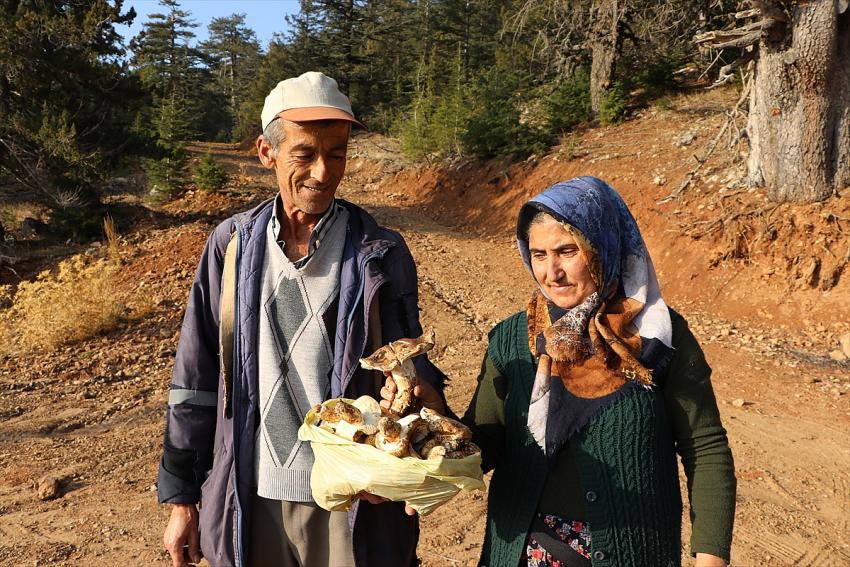 Torosların sedir ormanlarından toplanan mantarlar Japonya'ya ihraç ediliyor