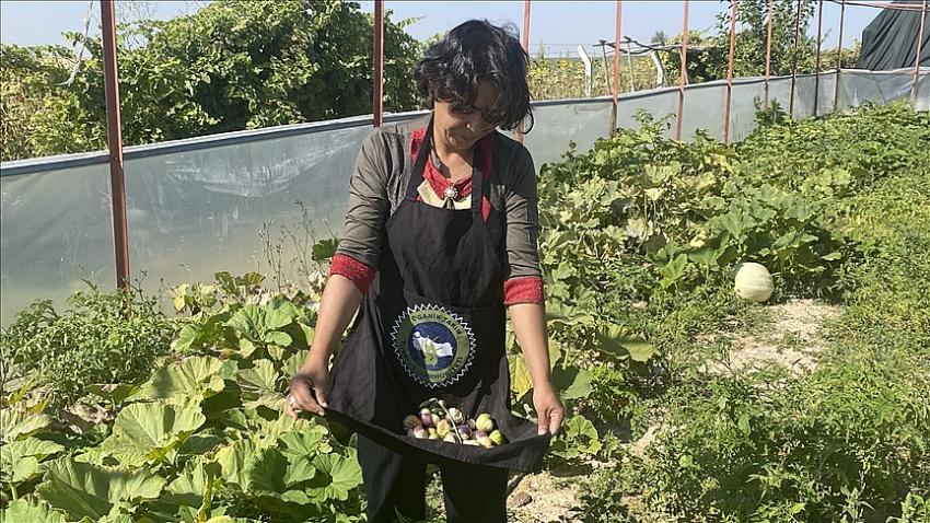 Türkiye'de az yetişen ve Çin'den tohumunu getirterek ürettiği mor çilekte taleplere yetişemiyor