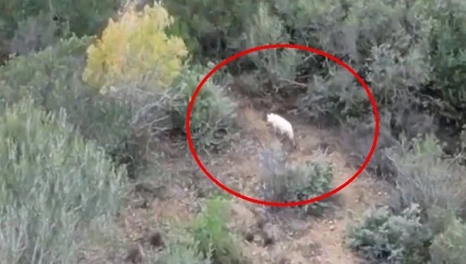 Türkiye'de ilk kez albino çakal görüntülendi